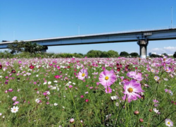 みんなで咲かせよう！コスモスの花畑