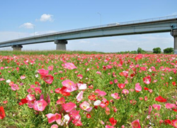 みんなで咲かせよう！ポピーの花畑